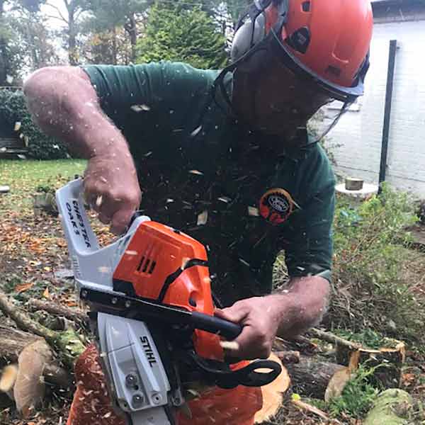 tree surgeon cutting tree chester