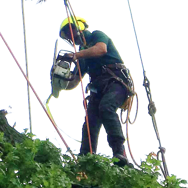 tree surgeons cutting tree mold