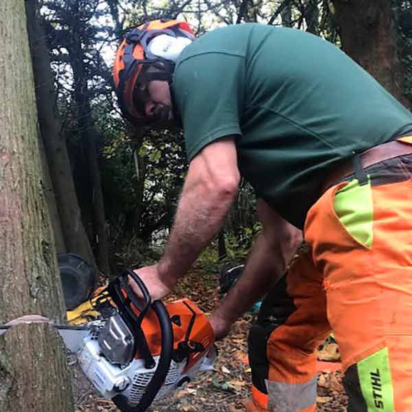 cutting tree in holywell
