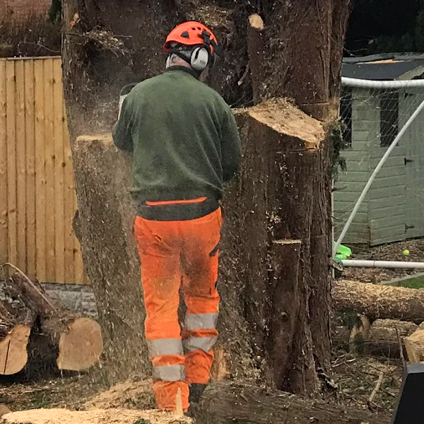 tree surgeon cutting oak tree wirral